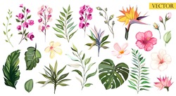 Tropical Vector Flowers Set Floral Illustration Exotic Leaf Isolated